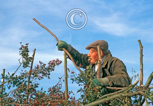 Hedge Laying DM1382
